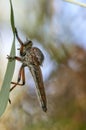 Assassin Fly Clinging to Grass - Macro