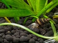 Assassin snail in planted aquarium