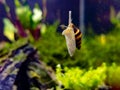 Assassin snail in tropical nano tank sliding up the glass Royalty Free Stock Photo