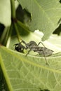 An Assassin Wheel Bug Eating a Japanese Beetle