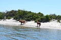 Assateague Island, Maryland