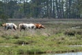 Assateague Island National Seashore Wild Ponies Grazing in a Marsh Royalty Free Stock Photo