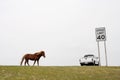 Assateague Island pony