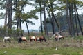 Assateague Island Wild Ponies Grazing in a Marsh