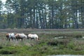 Assateague Island Wild Ponies Grazing in a Marsh Royalty Free Stock Photo