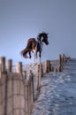 Assateague Island Wild Pony in HDR Royalty Free Stock Photo