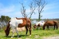 Assateague Island Royalty Free Stock Photo
