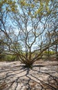 Assateague Island