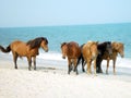 Assateague Ponies Royalty Free Stock Photo