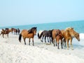 Assateague Ponies Royalty Free Stock Photo