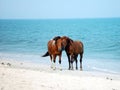 Assateague Ponies Royalty Free Stock Photo