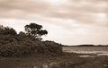 Assateague Seascape