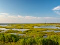 Assateague State Park, Wild horses Island in Maryland, marches and beach Royalty Free Stock Photo