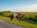 Assateague State Park, Wild Horses Island In Maryland, Marches And Beach