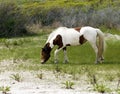 Assateague Wild Horse mare Royalty Free Stock Photo