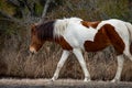 An Assateague wild horse in Maryland