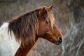 An Assateague wild horse in Maryland