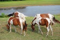 Assateague wild horses Royalty Free Stock Photo