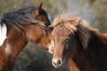 Assateague Wild Ponies Royalty Free Stock Photo