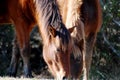 Assateague Wild Ponies Royalty Free Stock Photo
