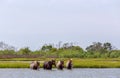 Assateague Wild Ponies Crossing Bay Royalty Free Stock Photo