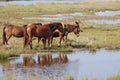 Assateague Wild Pony Family