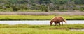 Assateague Wild Pony Grazing in Field Royalty Free Stock Photo