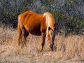 Assateague Wild Pony Grazing, Full Frame, Assateague Island National Seashore Royalty Free Stock Photo