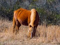 Assateague Wild Pony Grazing, Full Frame, Assateague Island National Seashore Royalty Free Stock Photo