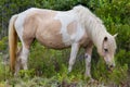 Assateague Wild Pony Royalty Free Stock Photo