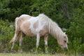 Assateague Wild Pony Royalty Free Stock Photo