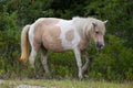 Assateague Wild Pony Royalty Free Stock Photo
