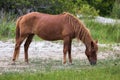 Assateague Wild Pony Royalty Free Stock Photo