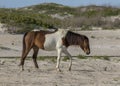 Assateague Wild Pony Walking on the Beach Royalty Free Stock Photo