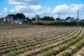 Asse, Flemish Brabant, Belgium, Cropped agriculture fields at the Flemish countryside