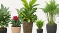 The assemblage of potted decorative plants. Royalty Free Stock Photo