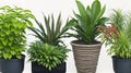 The assemblage of potted decorative plants. Royalty Free Stock Photo