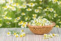 Assembled chamomile flowers in wicker basket on a background of chamomile flowers