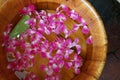 pink rose petals in a bucket of water Royalty Free Stock Photo