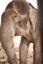 Assian elephant in Thailand Kanchanaburi Royalty Free Stock Photo
