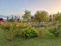 ASSISI, ITALY - JULY 2,2023: The feast of lavender in a beautiful garden at sunset in Assisi Royalty Free Stock Photo