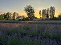 ASSISI, ITALY - JULY 2, 2023: Romantic sunset at the famous feast of lavender near Assisi