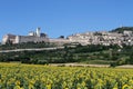Assisi panorama with sunflowers
