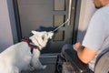 Assistance dog helping a man in wheelchair by closing a door