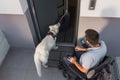 Assistance dog helping a man in wheelchair by closing a door