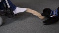 Assistance dog helps undress sock on the foot