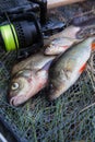 Assort kinds of fish - freshwater common bream, common perch or European perch, white bream or silver bream and fishing rod with