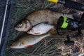 Assort kinds of fish - freshwater common bream, common perch or European perch, white bream or silver bream and fishing rod with