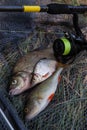 Assort kinds of fish - freshwater common bream, common perch or European perch, white bream or silver bream and fishing rod with