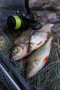 Assort kinds of fish - freshwater common bream, common perch or European perch, white bream or silver bream and fishing rod with